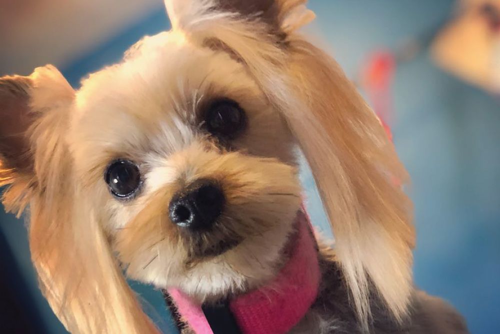 groomer-shaving-dog