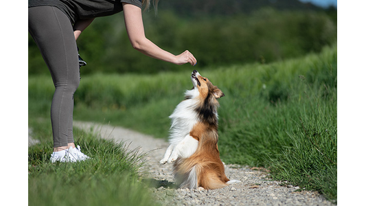 A small, fluffy Shetland Sheepdog stands on its hind legs on a gravel path, reaching for a treat held by a person above it.