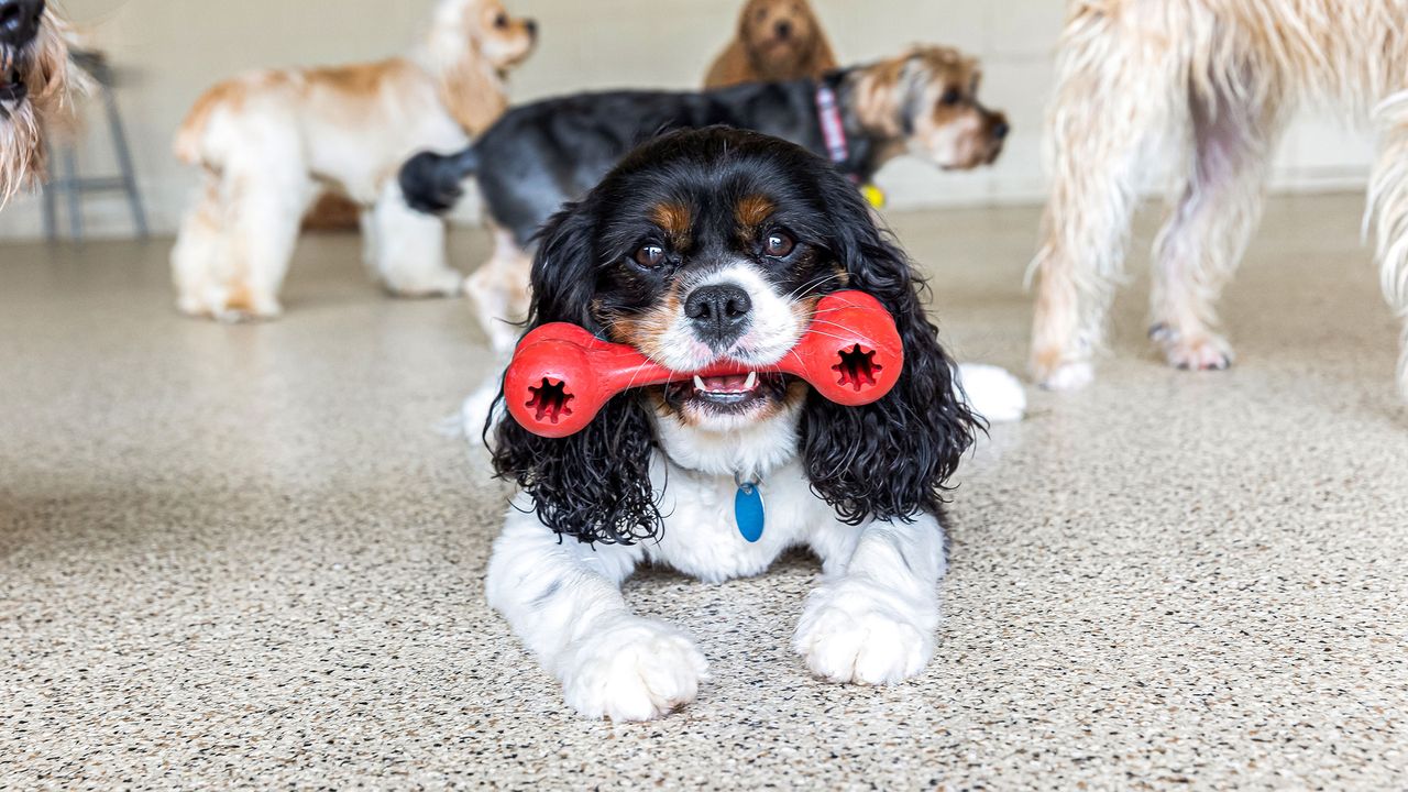 Tricolor Cavalier King Charles Spaniel lying on an indoor playroom floor holding a red rubber bone toy in its mouth