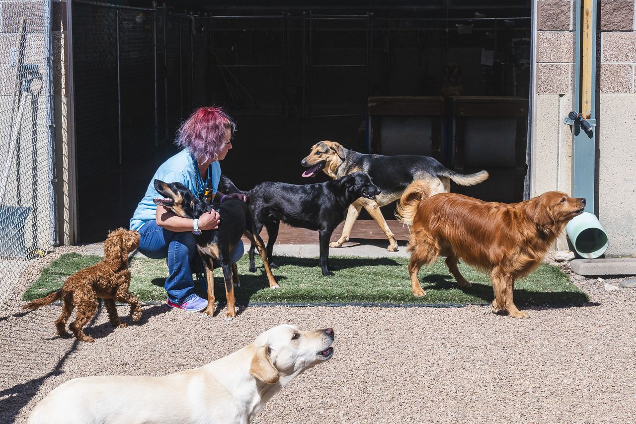 Person with pink hair and blue scrubs interacting with five dogs of different breeds in an outdoor fenced area.