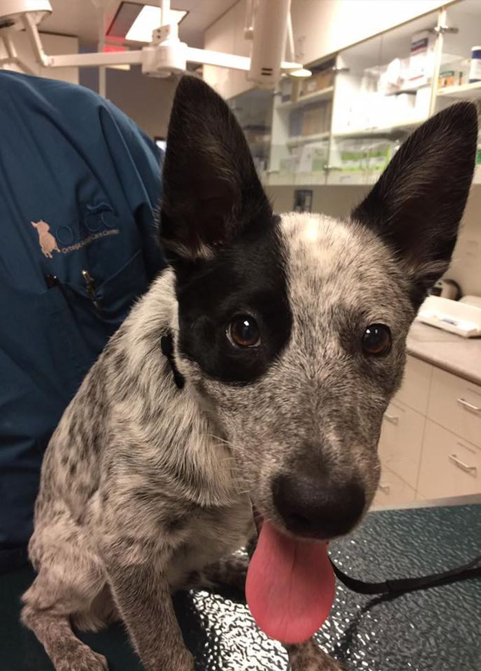 A black and white Australian Cattle Dog with its tongue out, sitting on a clinic table next to a person in a blue jacket.