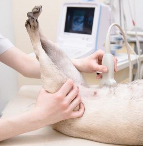 A veterinarian performs an ultrasound on a dog's abdomen, holding the dog's hind legs up. An ultrasound machine displays an image on the screen.