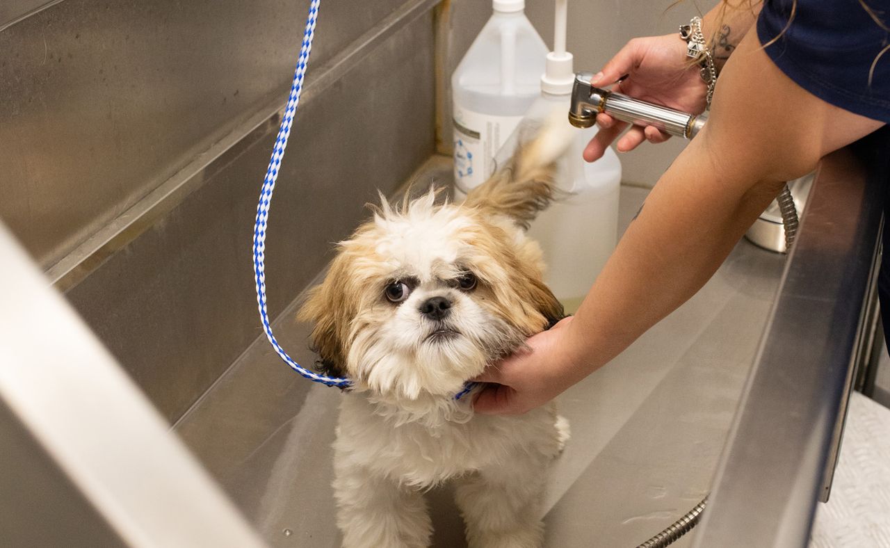 A small, fluffy dog stands in a metal sink, looking slightly wet, while a person rinses it with a hose.