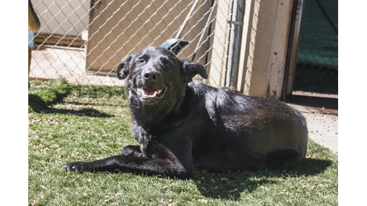 A black dog lies on green grass near a chain-link fence, looking at the camera with a relaxed, happy expression.