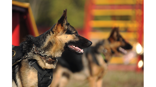 Two German Shepherds in harnesses standing outdoors, one in focus looking to the side, with blurred agility equipment in the background.