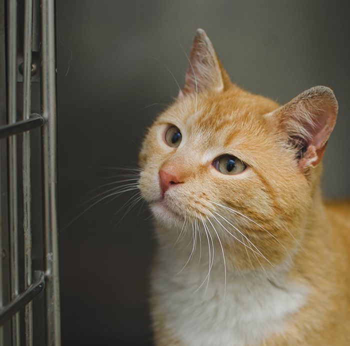 A ginger and white cat with attentive green eyes gazes intently, its head slightly turned, near a metal cage.