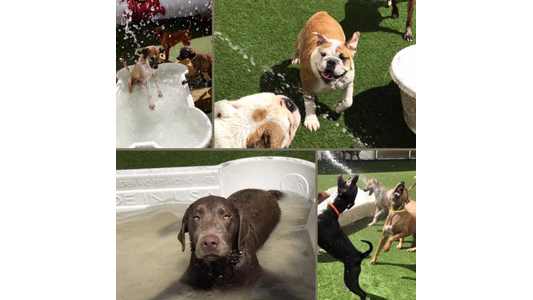 Dog Gallery