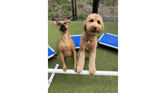 Two dogs stand on hind legs with paws on a white bar, one is short-haired and alert, the other is a curly-haired doodle, on artificial grass.