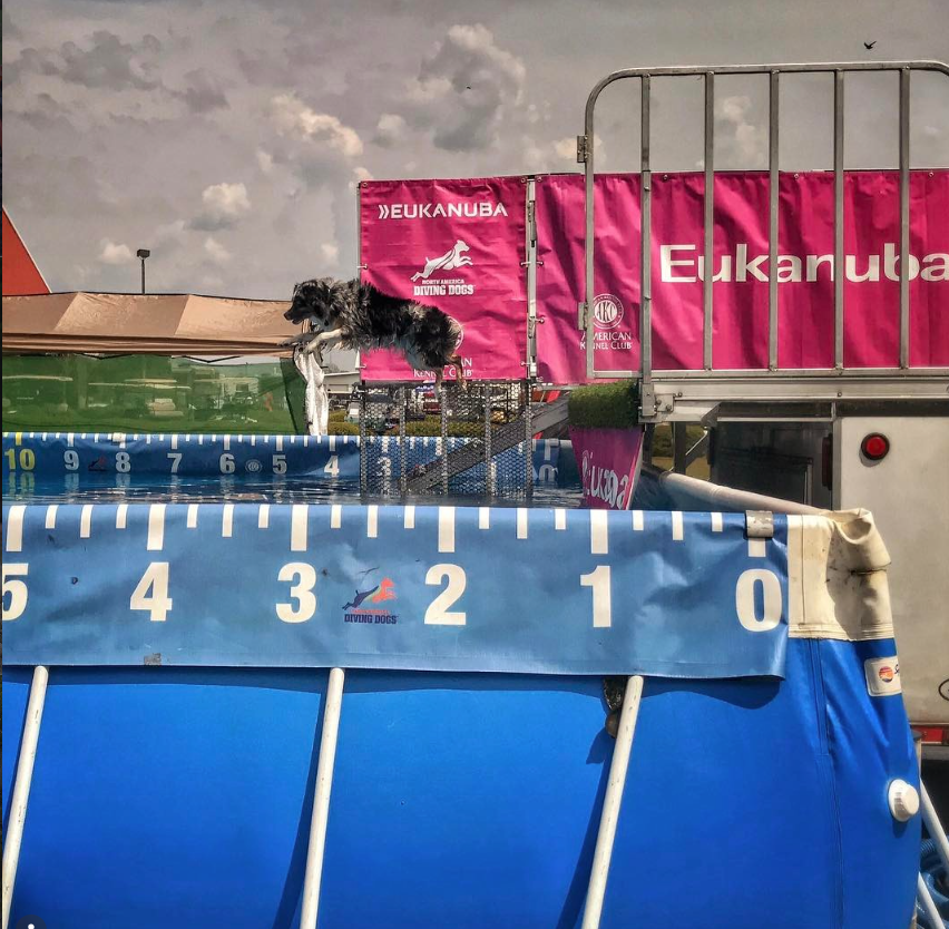 A dog jumps enthusiastically into a blue pool during a dock diving competition, with event banners and measurement markings visible.