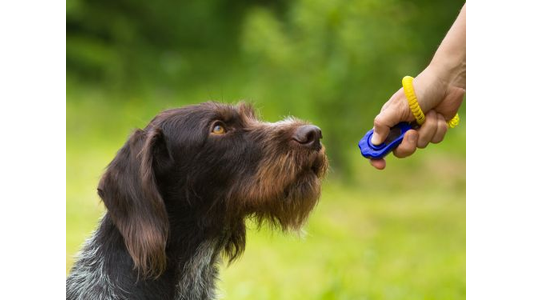 A brown dog attentively looks at a person's hand holding a blue clicker, set against a blurred green outdoor background.