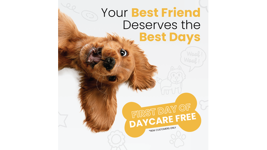 Daycare Promotion