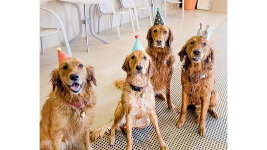 Four dogs wearing party hats sit on the floor, looking at the camera. A table with chairs is in the background.