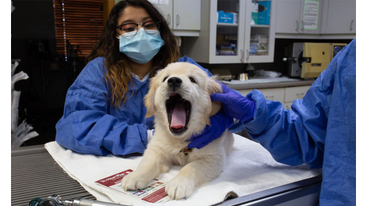 A Golden Retriever puppy yawns while being held by a masked veterinarian in blue scrubs during a check-up in a clinic.