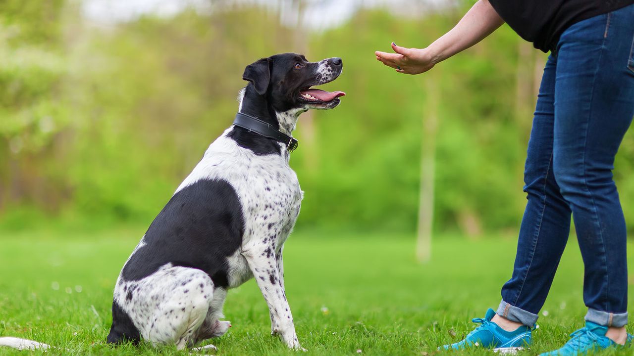 A black and white dog sits attentively in a grassy park, looking up at a person giving a command with an outstretched hand.