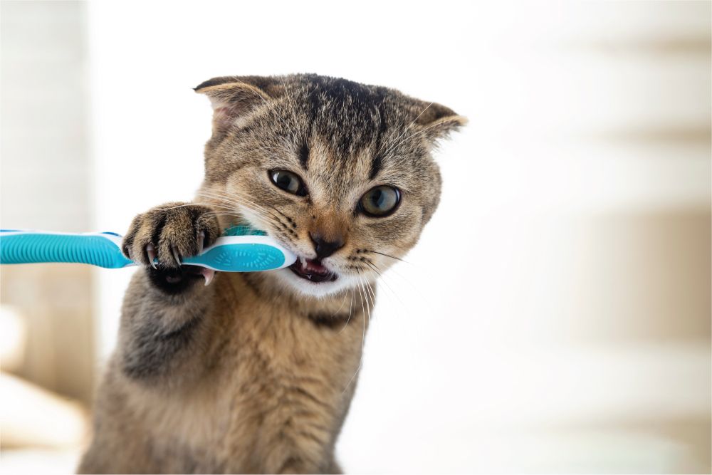 A cute tabby kitten playfully bites a blue toothbrush, looking curious and mischievous.