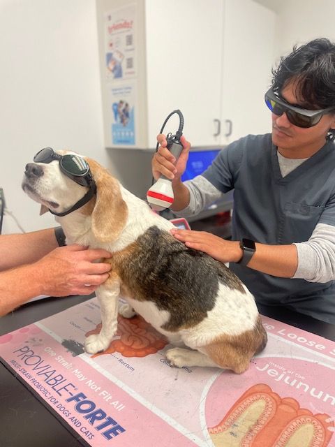 A beagle wearing goggles receives laser therapy from a veterinary professional also in goggles, inside a veterinary clinic.