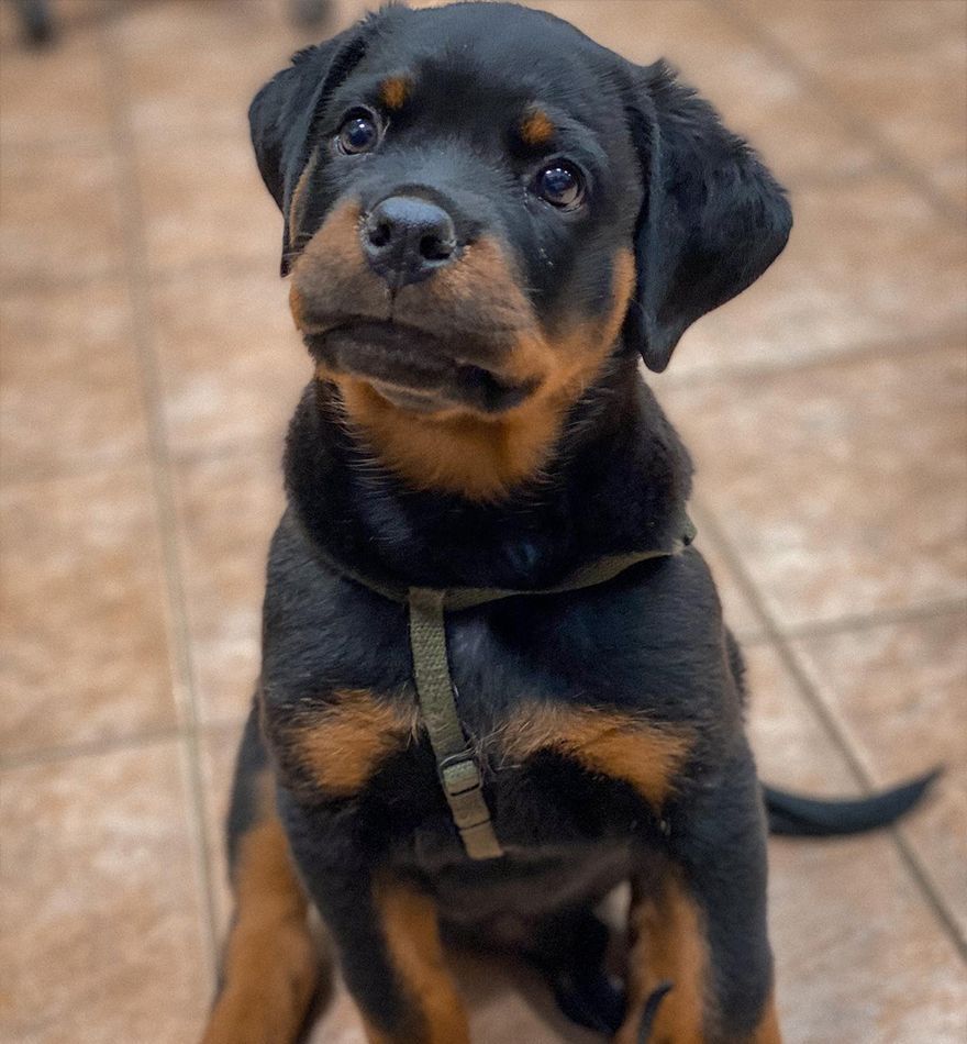 A cute Rottweiler puppy with a black and tan coat sits attentively on a tiled floor, wearing a green harness.