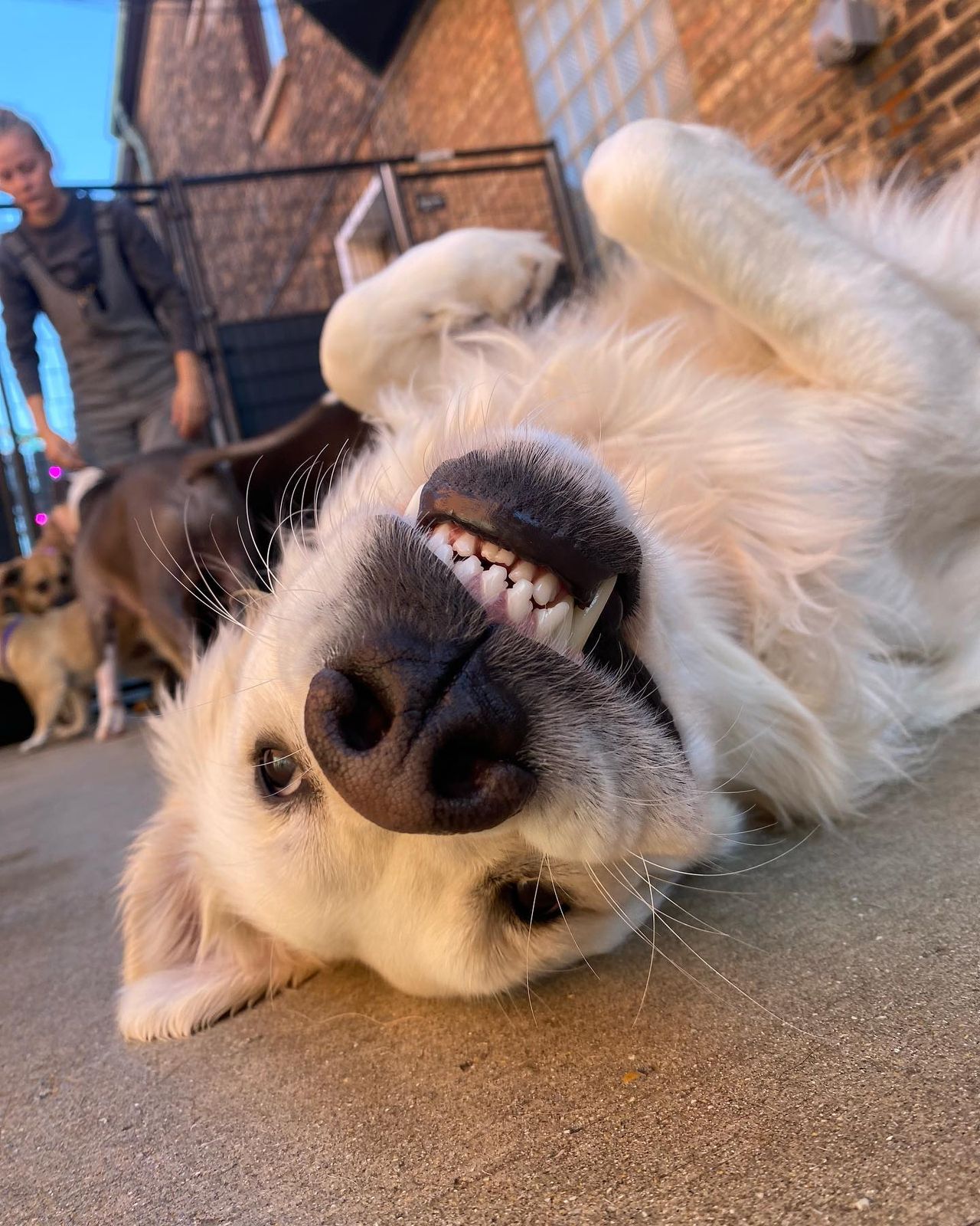 A fluffy dog lies on its back, smiling playfully at the camera, with other dogs and a person in the background on a paved area.