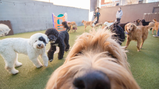 A group of dogs of various breeds plays in a fenced outdoor area. A curious dog sniffs the camera, while people and other dogs enjoy the space.