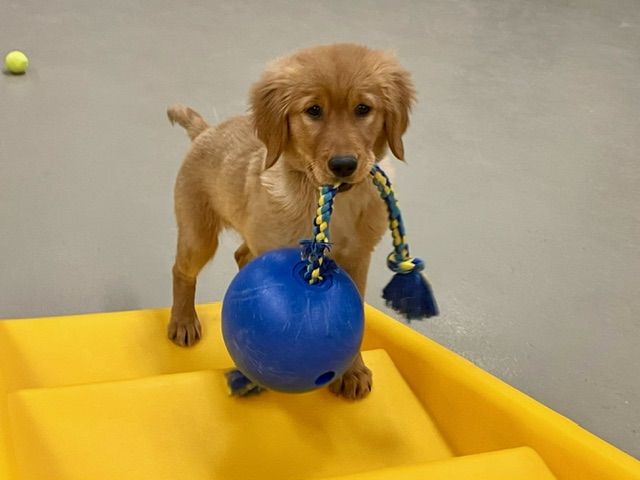 A playful puppy with a fluffy coat holds a blue rope and ball toy in its mouth, standing on a yellow plastic platform indoors.
