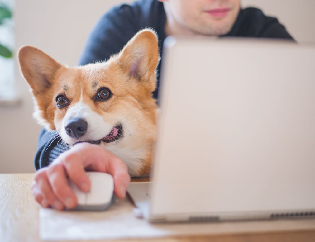 A Corgi rests its head on a person's arm as they use a laptop, with the dog looking curiously at the screen.