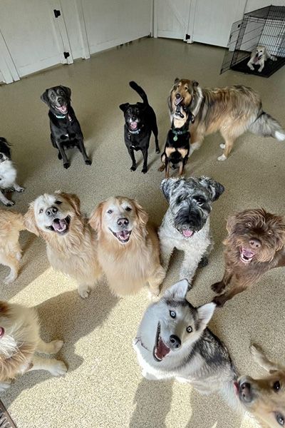 A playful group of happy dogs of different breeds looking up together at an indoor dog daycare facility