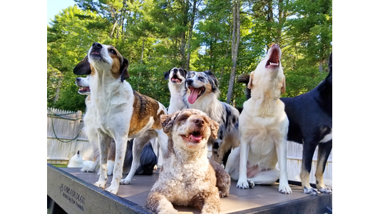 A group of six dogs of various breeds sit and stand on a platform, excitedly barking, with trees and a fence in the background.