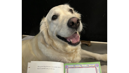 Happy cream Golden Retriever relaxing in a dog bed during a story time reading session with a children’s picture book