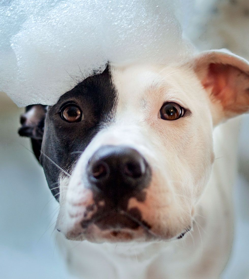 Close-up of a black and white dog with bubbles on its head, looking directly at the camera with curious eyes.