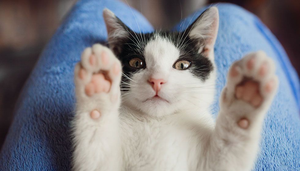 A playful black and white kitten lying on its back with its paws raised in the air on a soft blue blanket