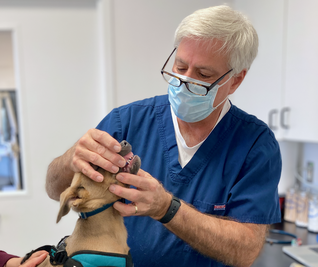 Veterinarian in blue scrubs and a mask examines a small dog's teeth in a clinic setting.