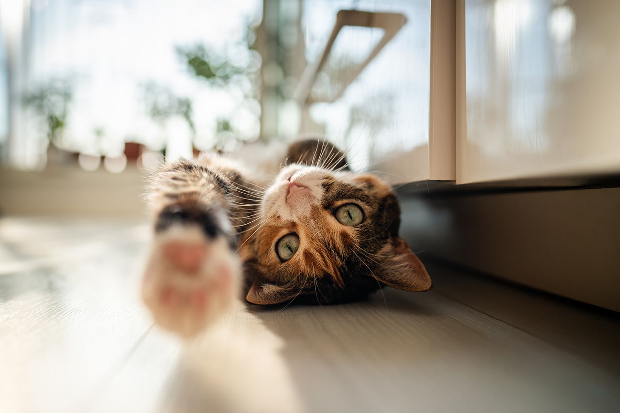 Lazy calico cat lying on the floor and raising, stretching paw, wants to play, looking at camera, bottom view.