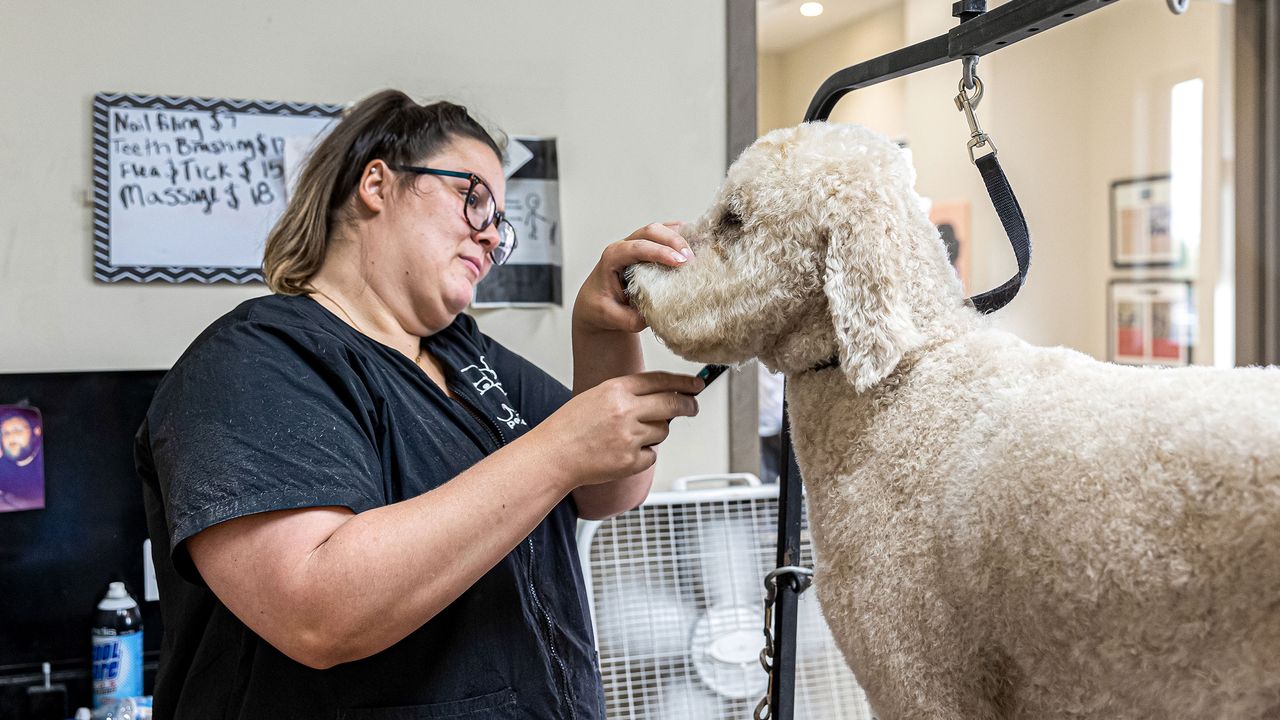 A female groomer grooms a large poodle, trimming its fur, with pet grooming tools visible in a salon setting.