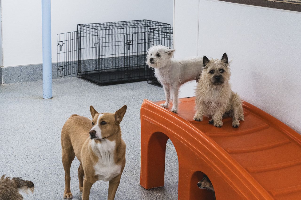 Three dogs in a playroom; two small dogs stand on an orange slide while a larger dog stands on the floor, with a crate in the background.