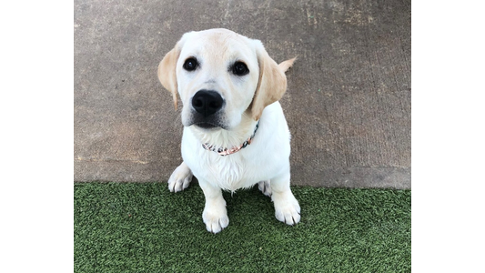 Adorable yellow Labrador Retriever puppy sitting on grass and looking directly up at the camera