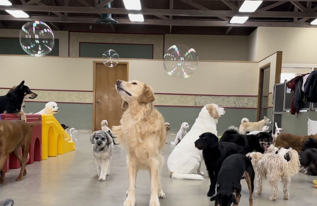 A group of dogs in a play area with bubbles floating around, including a golden retriever looking up at the bubbles.