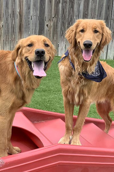 Two happy golden retrievers with bandanas stand on a red play structure, smiling with tongues out, against a wooden fence and green lawn backdrop.