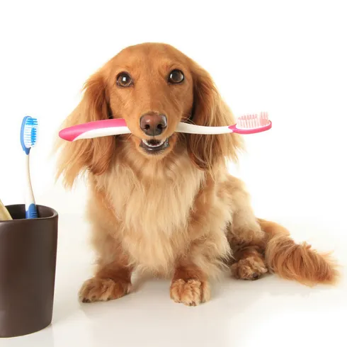 A dachshund sits with a pink toothbrush in its mouth, next to a cup holding two more toothbrushes, on a white background.
