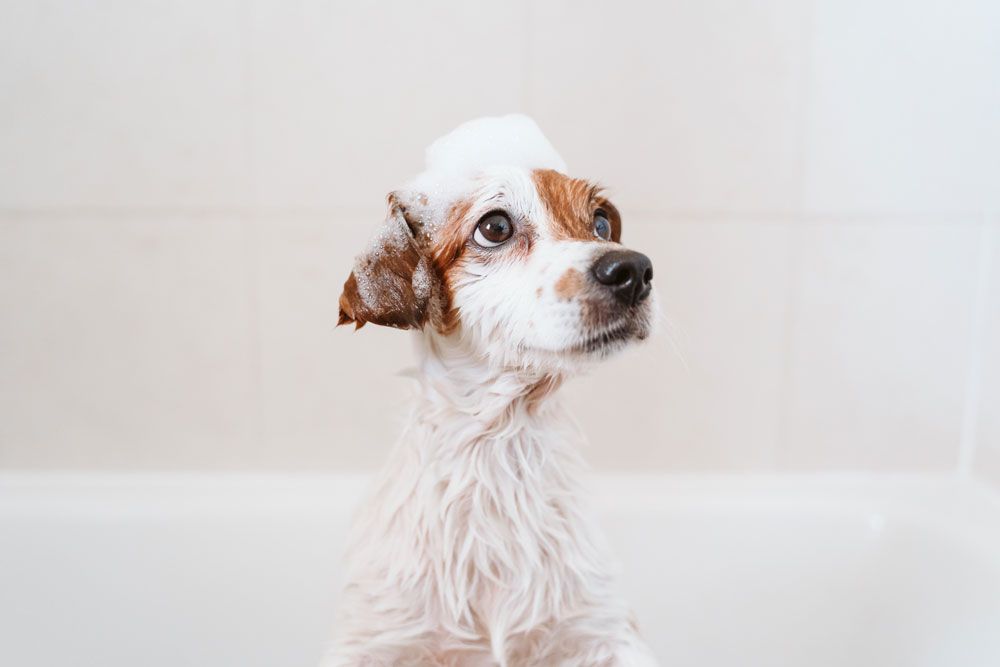 a small, wet white and brown dog in a bright white bathtub, sporting a dollop of soap suds on its head while looking attentively upward