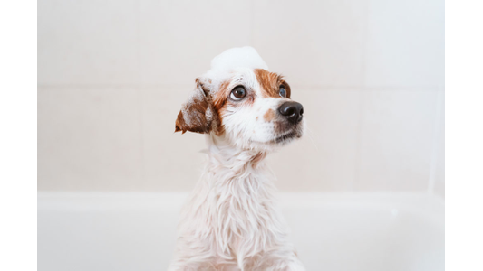 A small wet dog with brown and white fur stands in a bathtub, looking up with soap suds on its head, against a plain light background.