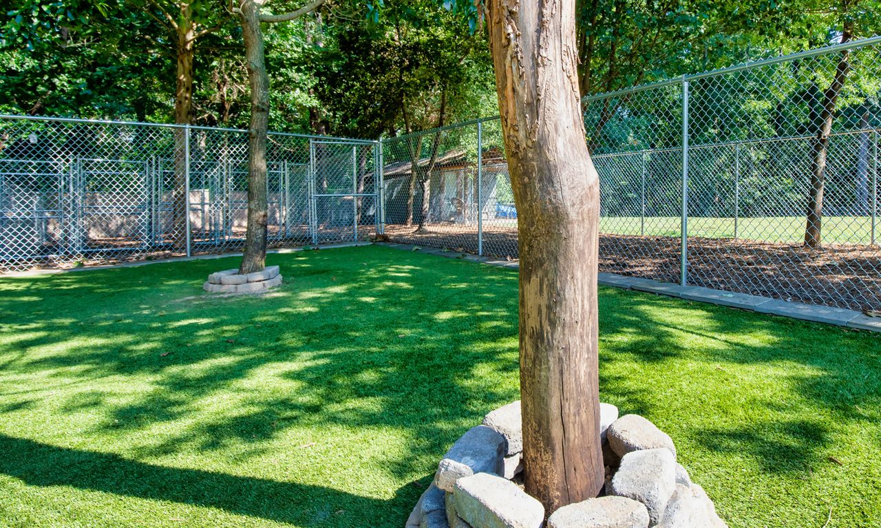 Westcott Acres outdoor area with two trees surrounded by stones, lush green grass, and shaded patches under dappled sunlight.