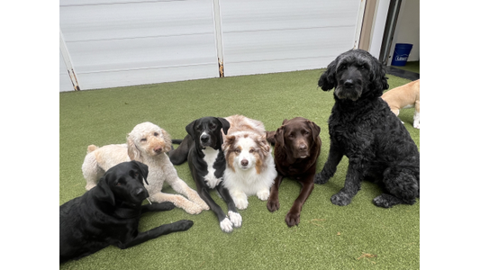 A group of six dogs of various breeds and colors sitting and lying on artificial grass in front of a garage door.