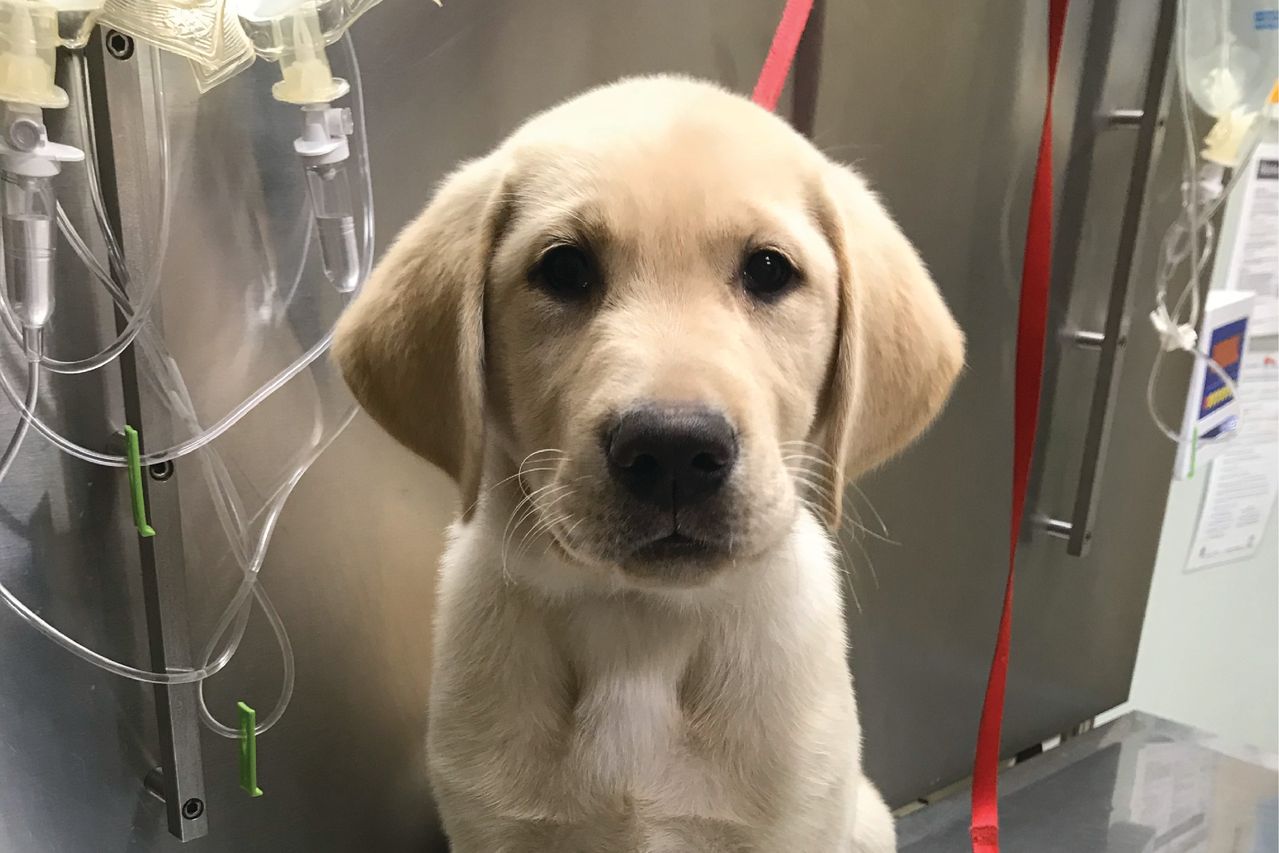 Yellow Labrador puppy sitting on a metal surface in an examination room, with IV bags hanging in the background.