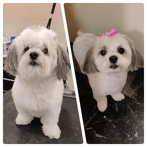 Two side-by-side images of a small white dog with gray ears, before and after grooming, with a pink bow in the after photo.
