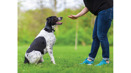 A person in jeans and blue shoes is training a black-and-white dog in a grassy park. The dog sits attentively, looking up at the person.
