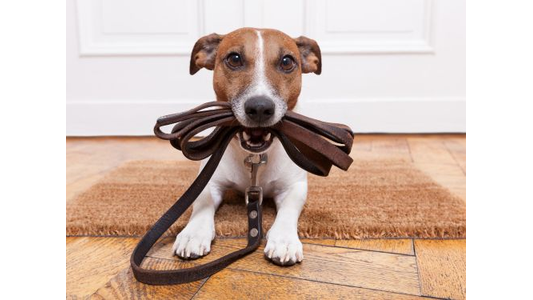 A small dog with a brown and white coat holds a leather leash in its mouth, standing on a doormat in front of a white door.