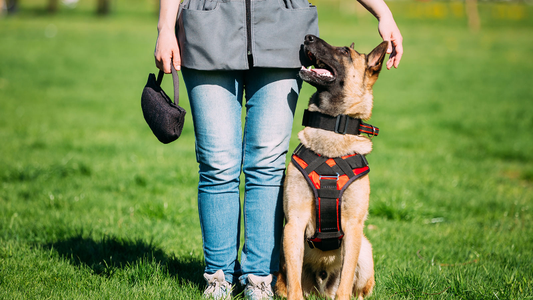 A dog trainer standing on grass next to a sitting German Shepherd wearing an orange and black harness, looking up at the person.