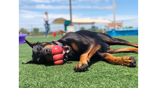 Doberman lounging on grass under a sunny sky, playfully holding a red toy in its mouth.