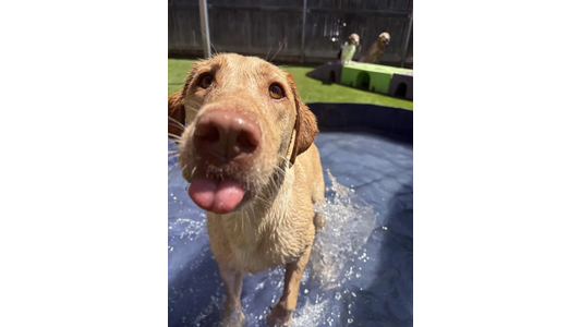 Wet dog standing in a small pool, sticking its tongue out playfully. Another dog observes from a distance in a backyard.