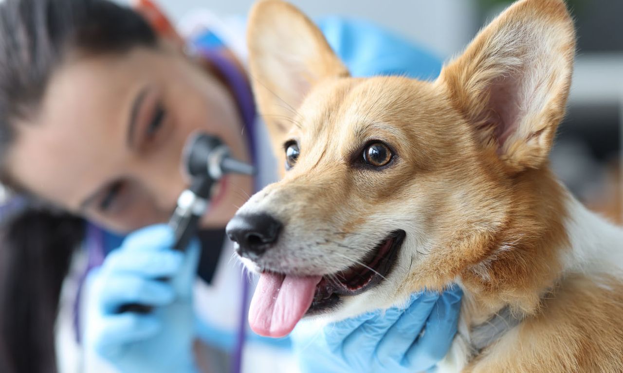 A veterinarian examines a happy Corgi's ear with an otoscope, both focused and smiling.